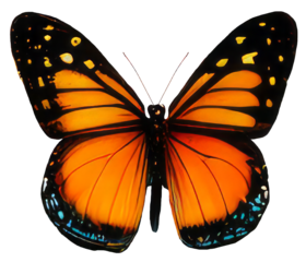 Swallowtail mahaon butterfly isolated vintage illustration on transparent background Cut-out collage element