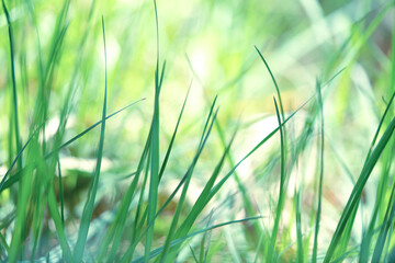 Fresh grass. The sun shines through the young green grass in spring in nature outdoors