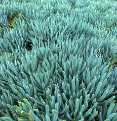 Fototapeta na wymiar Cactus - Blue Chalk Stick - Succulents