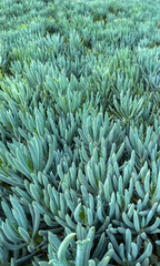 Cactus - Blue Chalk Stick - Succulents