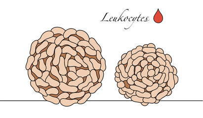 Leukocyte. Blood. Blood cells. Color vector