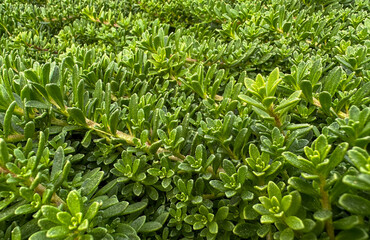 Fototapeta premium Cactus, Succulent ground cover