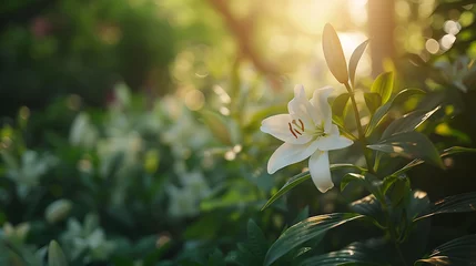 Foto op Plexiglas Delicada flor de lírio branca florescendo em um jardim verde exuberante capturada em closeup com luz natural suave © Alexandre