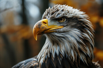 Obraz premium Portrait of a eagle in an Autumn Forest