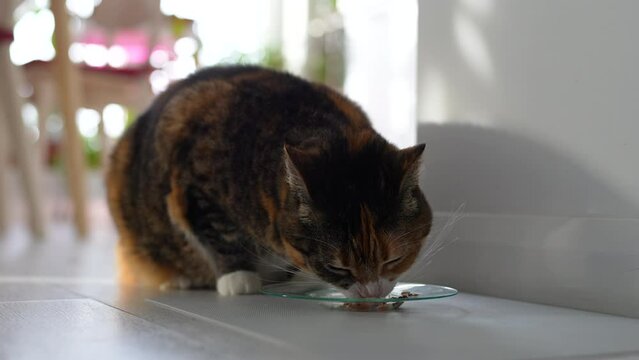 Fastidious hungry cat eating tasty healthy liquid food with tuna for good digestion, activity, vitality, action, energy saving and overweight prevention. Fluffy finicky eater likes delicacy treat
