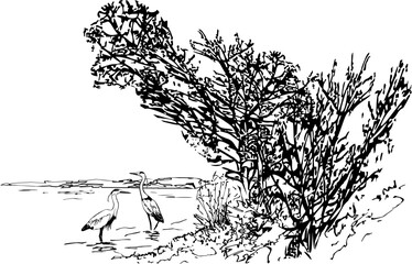 A landscape of a lake with a pair of herons near the shore with grass under branching trees. A stylized ink drawing made by hand