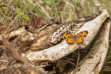 Orange and Black Pearl Crescent (Phyciodes tharos) Butterflies Feed on Goat Skull in June 2023 BC, Canada