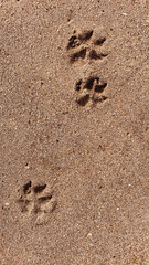 Dog footprints in the sand