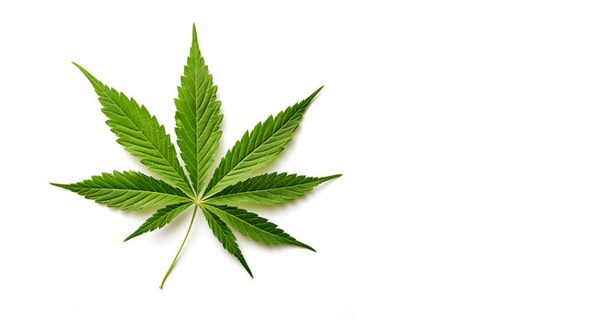Hemp leaf. One leaf of cannabis plant isolated on white background. Top view. Marijuana banner. Cannabis legalization concept.