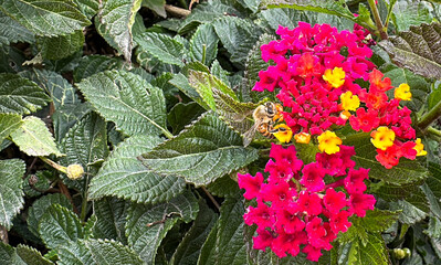 Lantana with Bee pollenating flowers