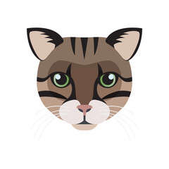 Tabby cat face, head of cute domestic kitten with stripes by eyes and across cheeks, adorable portrait vector illustration