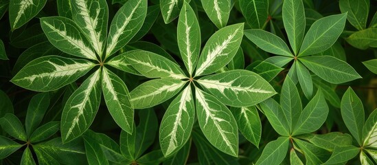 This close-up shot showcases a vibrant green Dumbcane plant with large oval-shaped leaves. The leaves feature an irregular white pattern in the center, adding visual interest to the plant. - Powered by Adobe