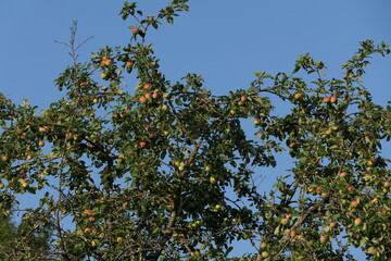 Fototapeta na wymiar Apple Tree against Blue Sky