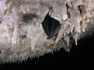 bat hanging from the vault of a cave