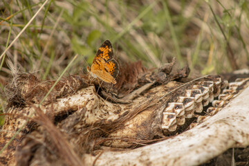 Orange and Black Pearl Crescent (Phyciodes tharos) Butterflies Feed on Goat Skull in June 2023 BC, Canada