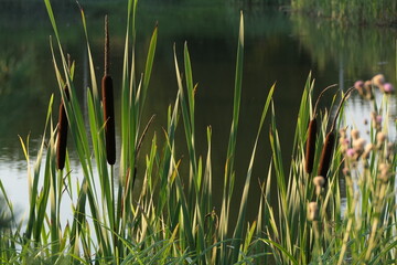 Reeds by lake