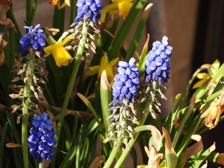 blue hyacinths