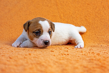 small female Jack Russell terrier puppy lies on a peach background. grooming and caring for puppies