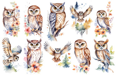 Woodland bird owl children nursery watercolor illustration set. Bird watercolor sketch