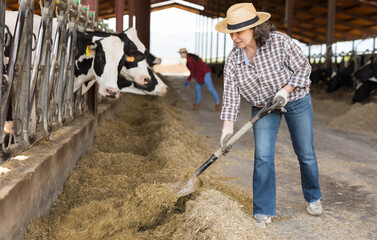 Portrait of a hardworking elderly woman with a shovel, working on a livestock farm in a cowshed...