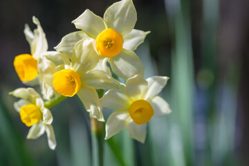 Beautiful wild fragrant Narcissus flowers in full bloom at Feb Meadow nature reserve.  Blacksea region Turkey.