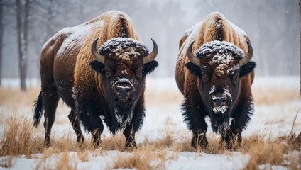 Fotobehang Wild buffalo standing in the forest with snow © hassani