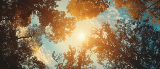 The sun sets low in the sky, casting a warm glow through the dense forest trees. The light filters through the leaves, creating a beautiful play of shadows on the forest floor.