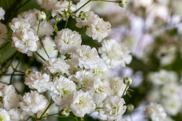 Close up of gypsophila flowers in bloom