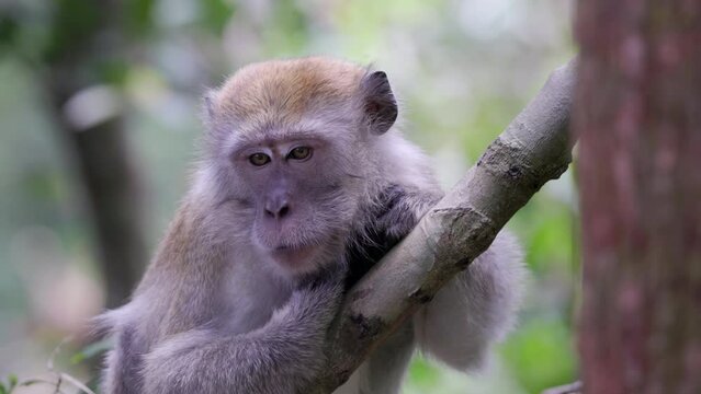 a close up front view of long-tailed macaque laying on a branch at gunung leuser national park on sumatra, indonesia