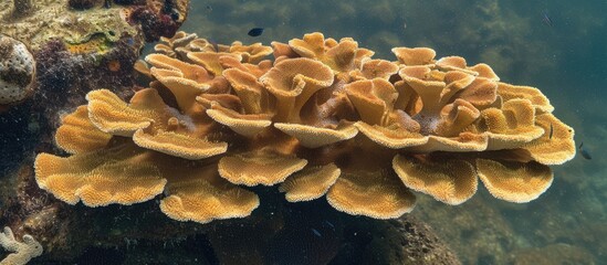 This close-up view shows an Elkhorn Coral thriving on the ocean floor at Tres Palmas Marine Reserve in Rincon, Puerto Rico. The corals intricate branches and vibrant colors are visible up close.