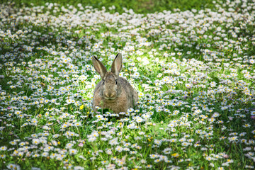 Dziki królik odpoczywający w trawie - obrazy, fototapety, plakaty