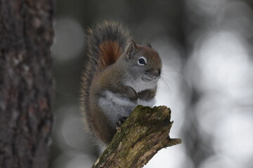 La Plaine 25 Février 2024