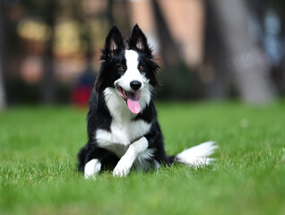 Fototapeta premium Border Collie puppy sitting on the grass in the garden in spring