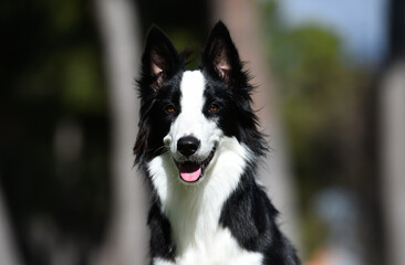 Border Collie puppy sitting on the grass in the garden in spring