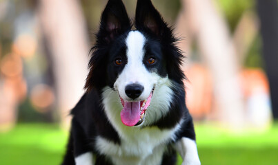 un bonito perro de raza Border collie en el parque