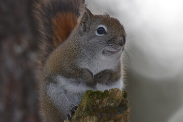 La Plaine 25 Février 2024