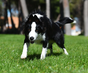 Border Collie puppy sitting on the grass in the garden in spring
