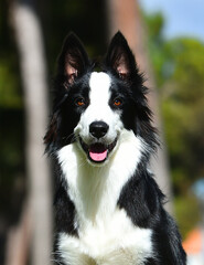 Border Collie puppy sitting on the grass in the garden in spring
