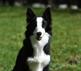 Fototapeta premium un bonito perro de raza Border collie en el parque