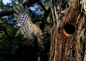 picchio rosso maggiore (Dendrocopus major),  Great spotted woodpecker at nest