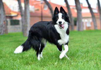 Border Collie puppy sitting on the grass in the garden in spring