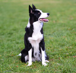 Border Collie puppy sitting on the grass in the garden in spring