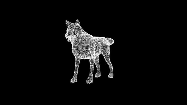 3D Wolf rotates on black background. Wild Animal concept. Wild Wolf. Business advertising backdrop. For title, text, presentation. 3d animation 60 FPS