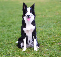 a beautiful and puppy border collie dog