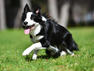 Border Collie puppy sitting on the grass in the garden in spring