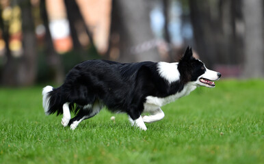 un bonito perro de raza Border collie en el parque