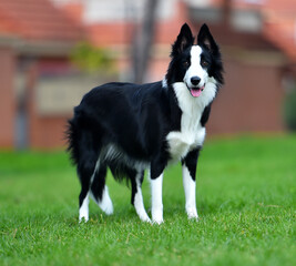 un bonito perro de raza Border collie en el parque