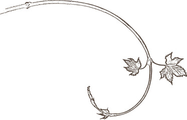 Beer hops sketch. Hand drawn hop bud illustration, bitter brewing hop branch isolated on transparent, png. vine, ivy