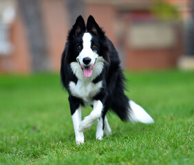 un bonito perro de raza Border collie en el parque