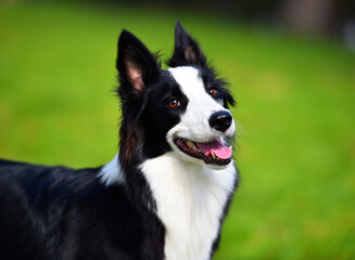 un bonito perro de raza Border collie en el parque
